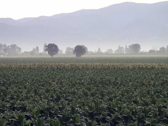 Sunrise over Tabacco fields