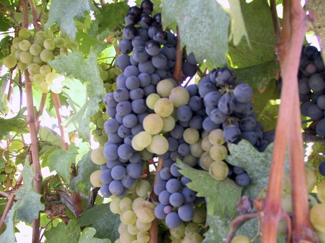 Sagrantino