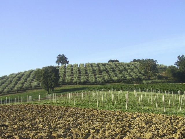The land