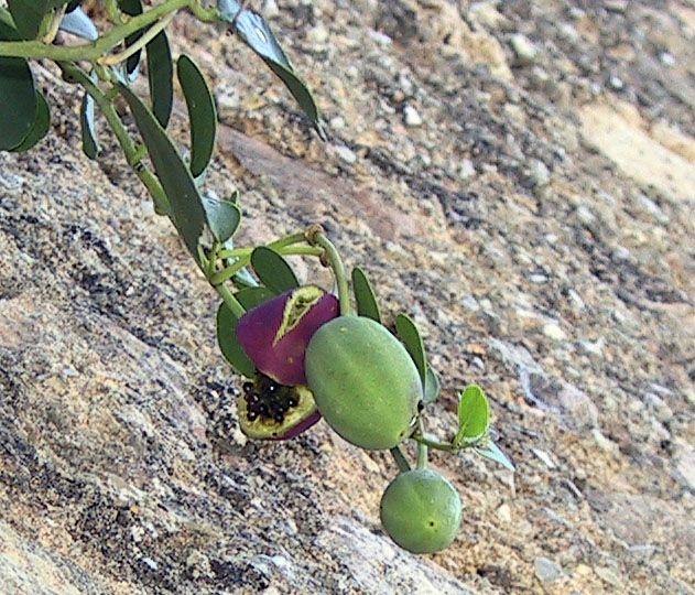 When they are ripe