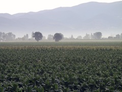 Sunrise over Tabacco fields