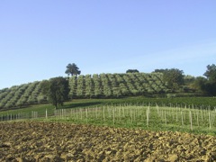 The land