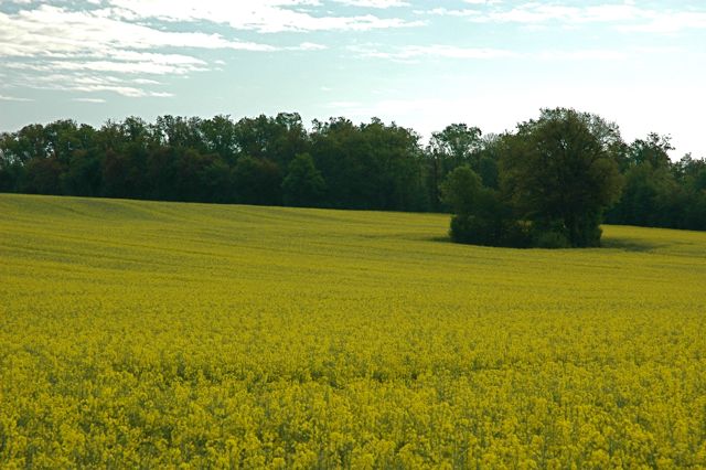 Field of Rape