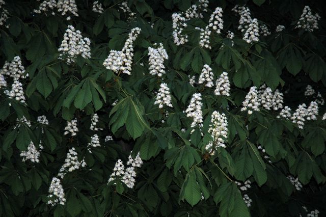 Chestnuts in bloom