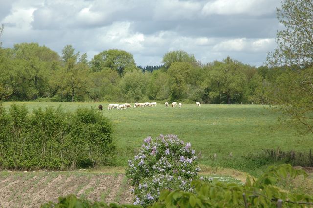Charolais