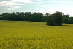 Field of Rape