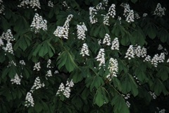 Chestnuts in bloom