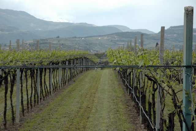 Valpolicella