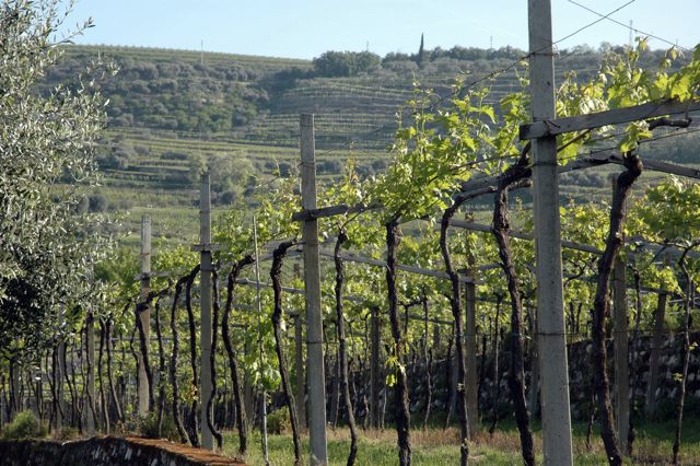 The vines