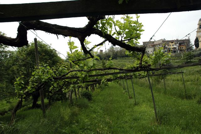 Organic vinyard
