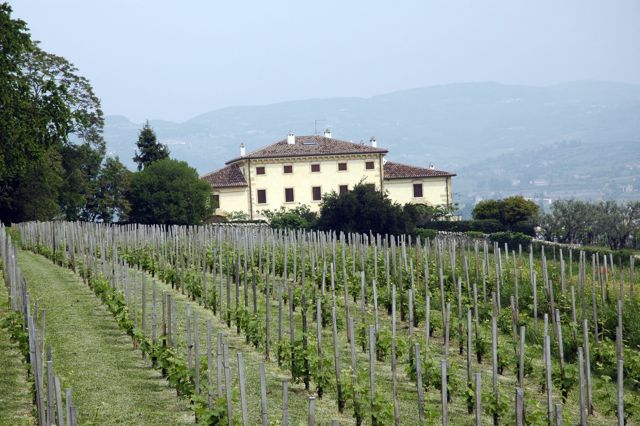 The vines
