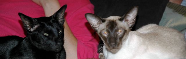 Bebe and Chino