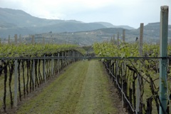 Valpolicella