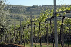 The vines