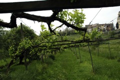 Organic vinyard