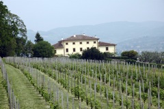 The vines
