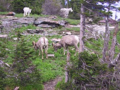 Big Horn Sheep